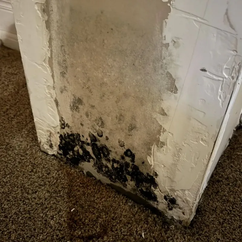 Professional Mold Removal in Warren, OR